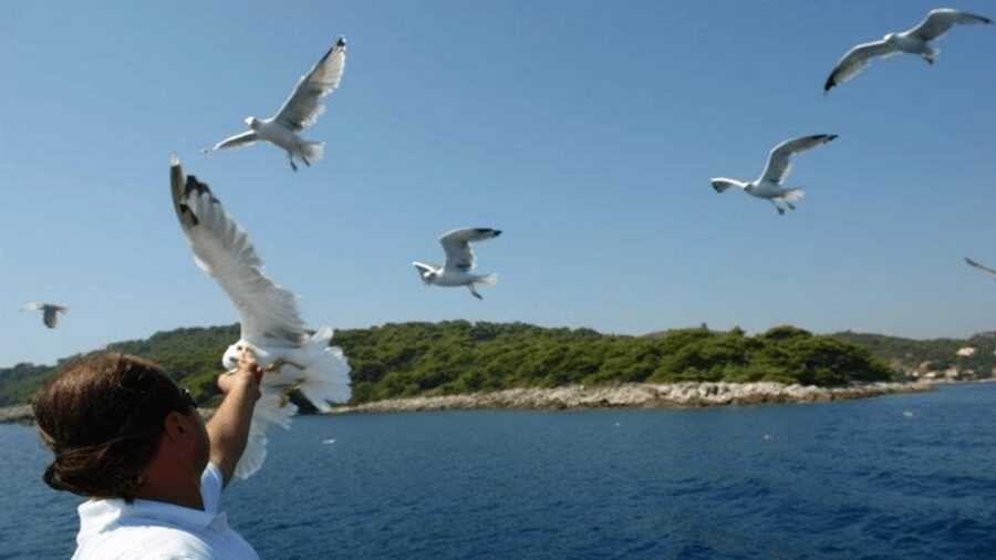 Dubrovnik: Elaphiti Islands Boat Cruise with Lunch & Drinks - On-Board Lunch and Drinks: What You Actually Eat