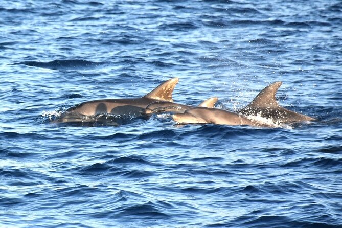 Fantastic DOLPHIN & SUNSET TOUR with dinner ( Pula-NP BRIJUNI ) - Pula Harbour First, Then Brijuni National Park from the Water