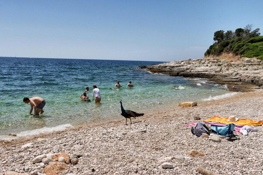 Fazana: Brijuni National Park Scenic Boat Tour & Swimming - FAQ