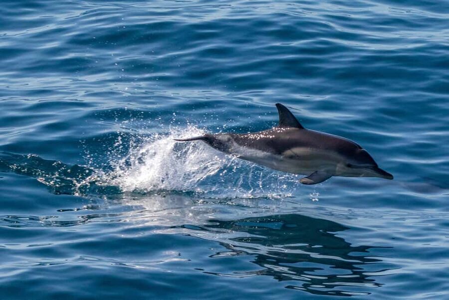 FAŽANA: DOLPHIN SAFARI - Big Brijun and the nearby coast: crystal-blue viewing with real structure