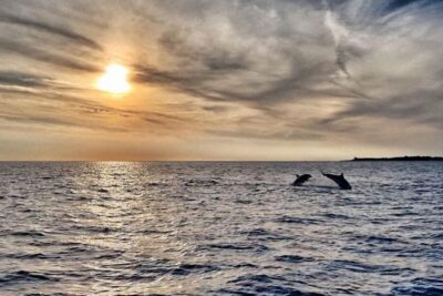 dolphin safari and sightseeing in Brijuni at sunset