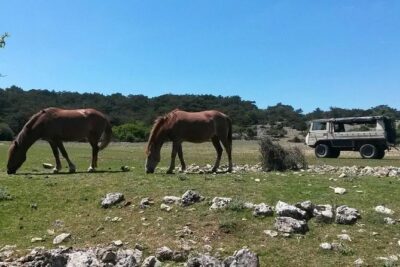 Feel and Taste island Brac with local experts – island adventure to remember