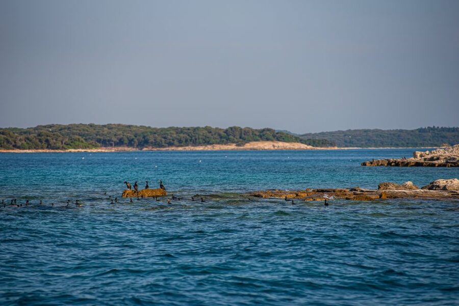 From Fažana: Private boat tour of Brijuni Islands - Price and Value: Is $294 for Up to 6 Really Fair?