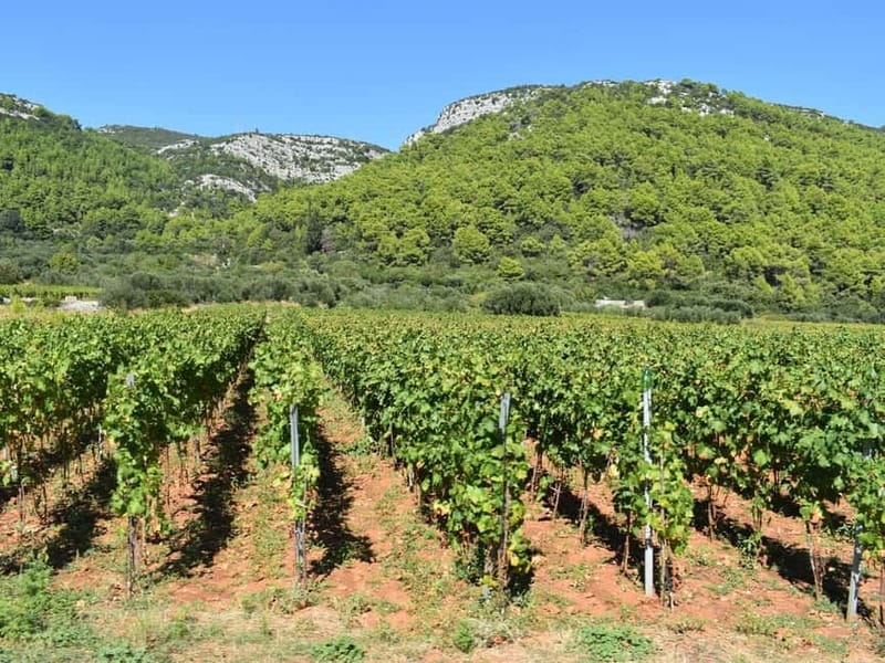 From Korcula Town: Local Wine & Sightseeing Half-Day Tour - Three winery visits, 10 wines, and why the tastings feel like a real sampling
