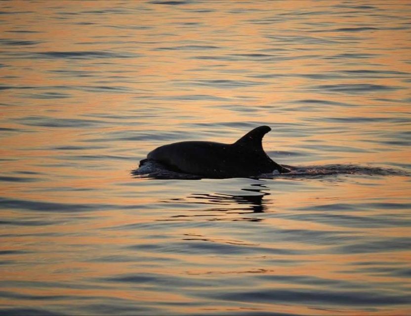 From Poreč: Evening Dolphin Cruise with Welcome Drink - Onboard Vibes: Wooden Boat, Crew, and That Welcome Drink