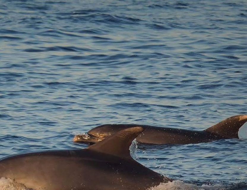 From Poreč: Evening Dolphin Cruise with Welcome Drink - Rovinj Stop: 2 Hours for Break Time, Sightseeing, and Shopping