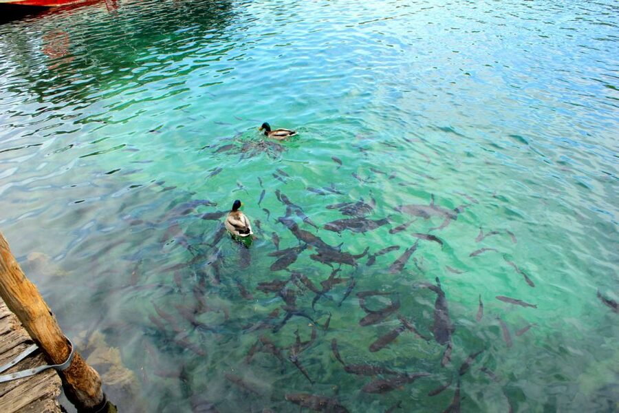 From Split: Plitvice Lakes Fully-Guided Day Tour - Road time: the coach ride that sets you up for success