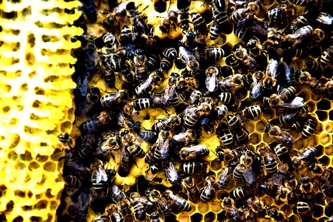 Give Bees a chance! - Rogač Port to the Beehive Room: how the timing works