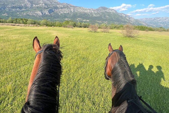 Horseback Riding Experience with transport from Dubrovnik - Should You Book? My Take