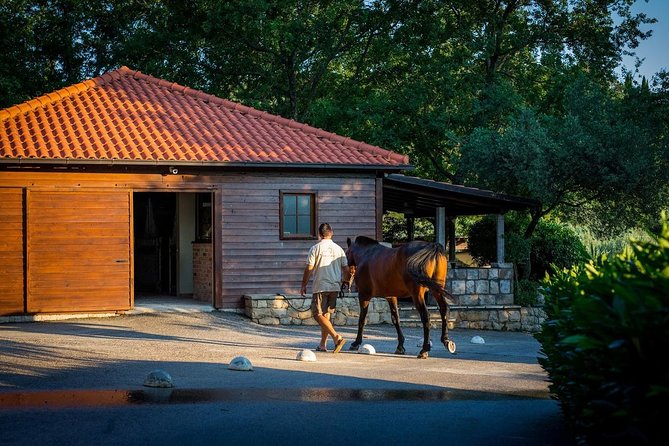 Horseback Riding in Konavle Region with Transport from Dubrovnik - What you should expect, physically, and how to prepare