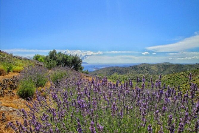 Hvar: Island tour with Wine and Olive Oil Tasting - Why this Hvar wine and olive oil tour feels like more than a tasting