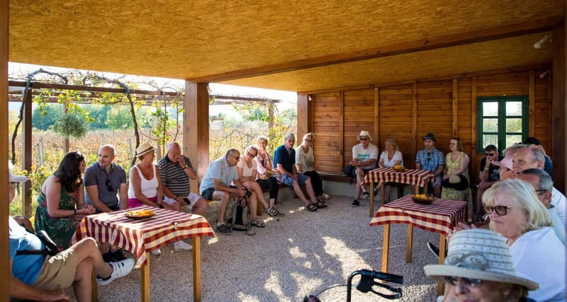 Konavle Valley: Tour with Wine Tasting from Dubrovnik - Timing, Pace, and What the Walking Actually Means