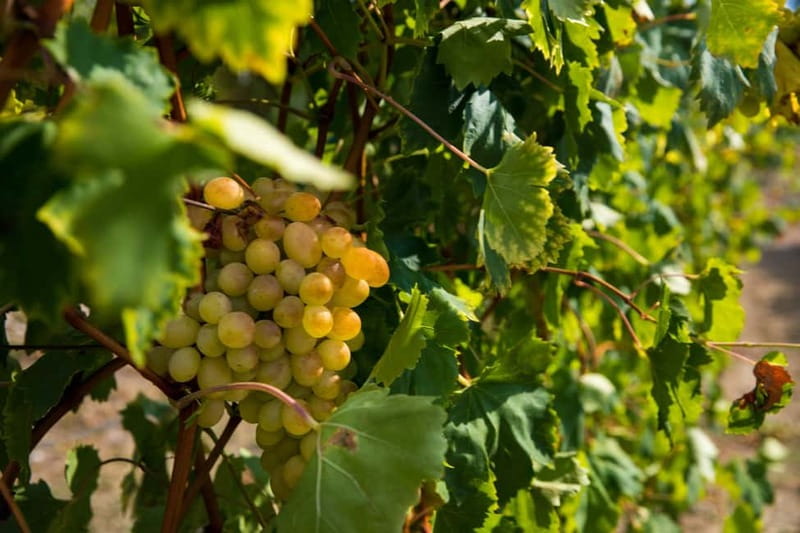 Konavle Valley: Tour with Wine Tasting from Dubrovnik - Price and Value: Is $104 Worth It From Dubrovnik?