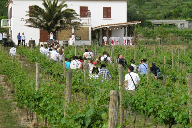 Konavle Valley Wine Tour from Dubrovnik with Train Ride and Wine Tasting - From Dubrovnik to Konavle, the ride is part of the deal