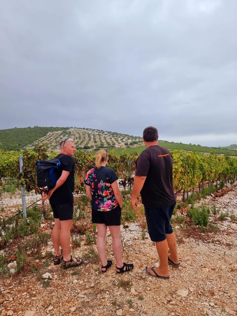 Korcula: Buggy Safari with Local Food and Wine Tasting - The island drive: vineyards, olive country, and WWII stops