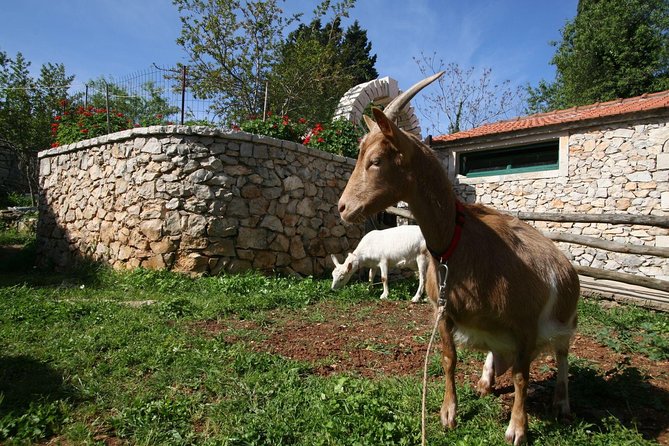 Korcula Island Mountain E Bike Private tour with lunch - Korcula Town Walls to Lumbarda, in one smooth half-day