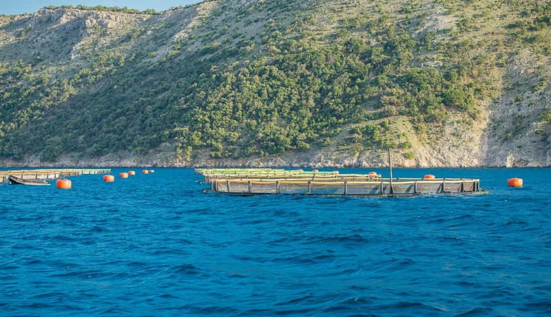 Krk: Golden Beach and Blue Cave Cruise with Welcome Drink - Plavnik Island cruise, fish farm waters, and dolphin chances