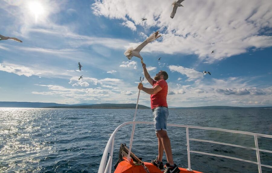 Krk: Golden Beach and Blue Cave Cruise with Welcome Drink - Kormat Island seagulls: goofy fun you can actually join