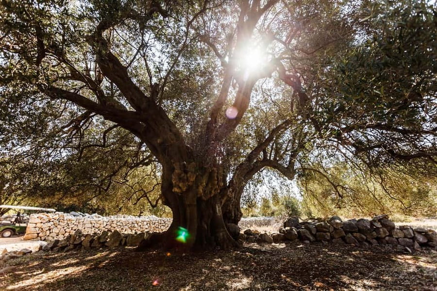 Krk:Rab & Pag Boat Trip with Swimming & City Tour with lunch - Lun on Pag: ancient olive trees with a real guide