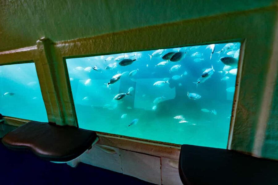Krk: Yellow Semi-Submarine Tour - What You’ll See Under the Surface: Fish Schools and Sea Urchins