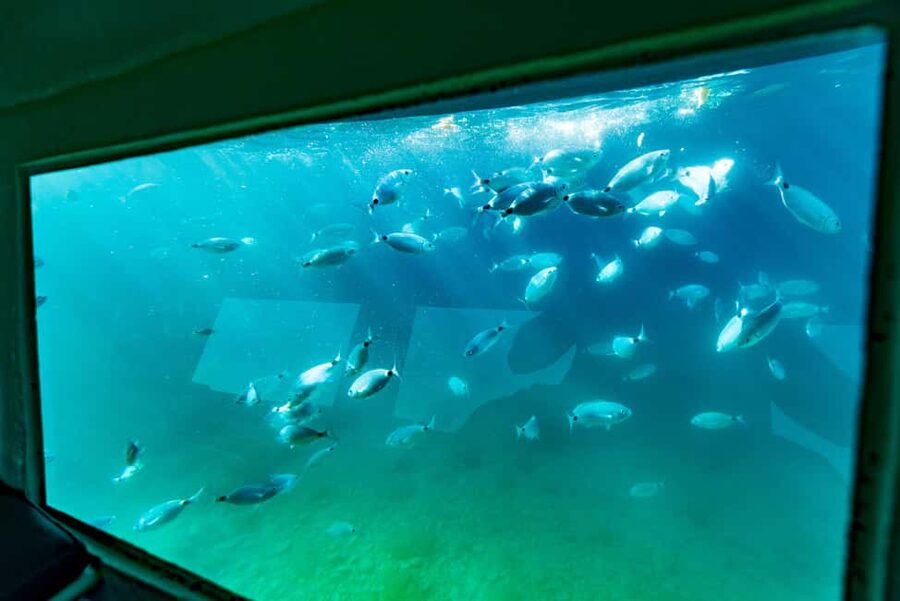 Krk: Yellow Semi-Submarine Tour - Price and Value: Why $17 Works for a 30-Minute Ride