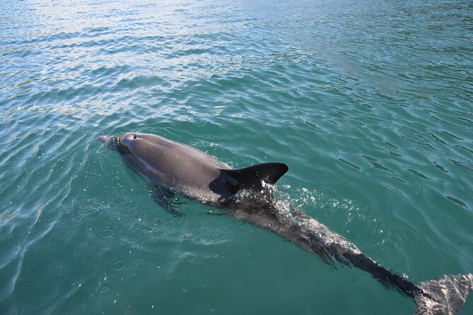Lim Bay Outrigger Canoe Tour - The route: Vrsar, the Lim Channel, Rovinj, and Poreč views