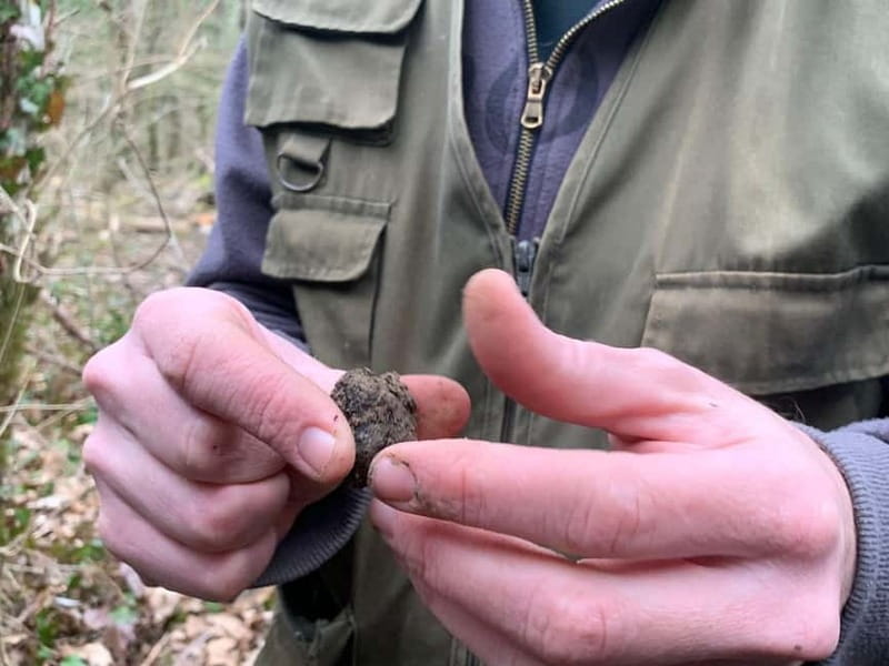 Livade: Guided Truffle Hunting Walking Tour - Meet Nikola Tarandek and the Working Dog Team