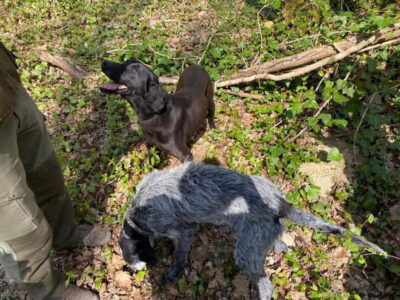 Livade: Guided Truffle Hunting Walking Tour