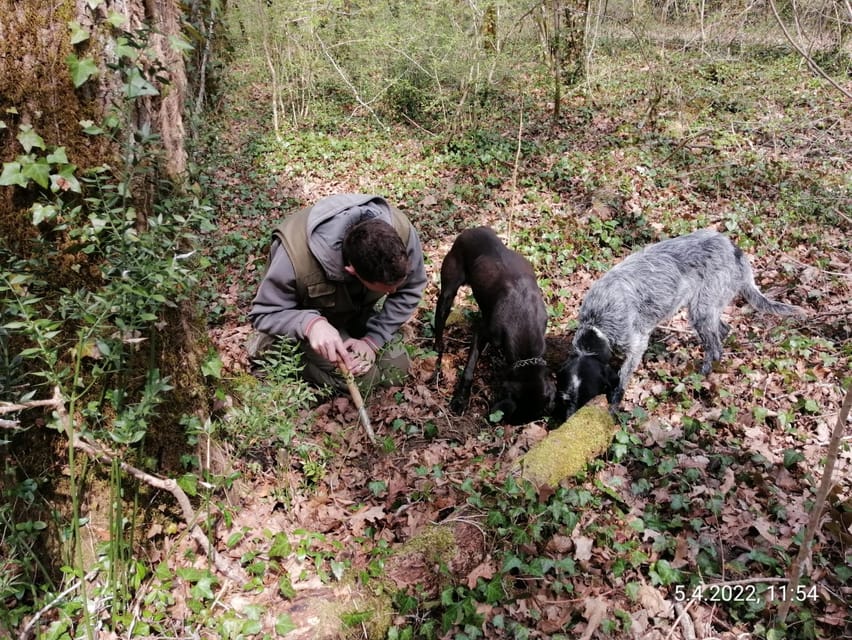 Livade: Guided Truffle Hunting Walking Tour - After the Hunt: Truffle Flavor in a Local Restaurant