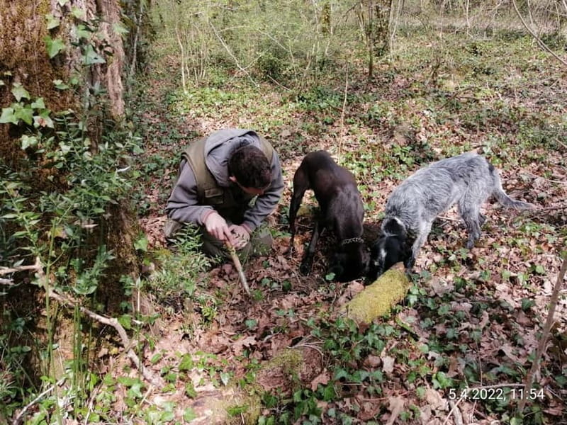 Livade: Guided Truffle Hunting Walking Tour - Timing, Meeting Point, and How to Avoid Stress