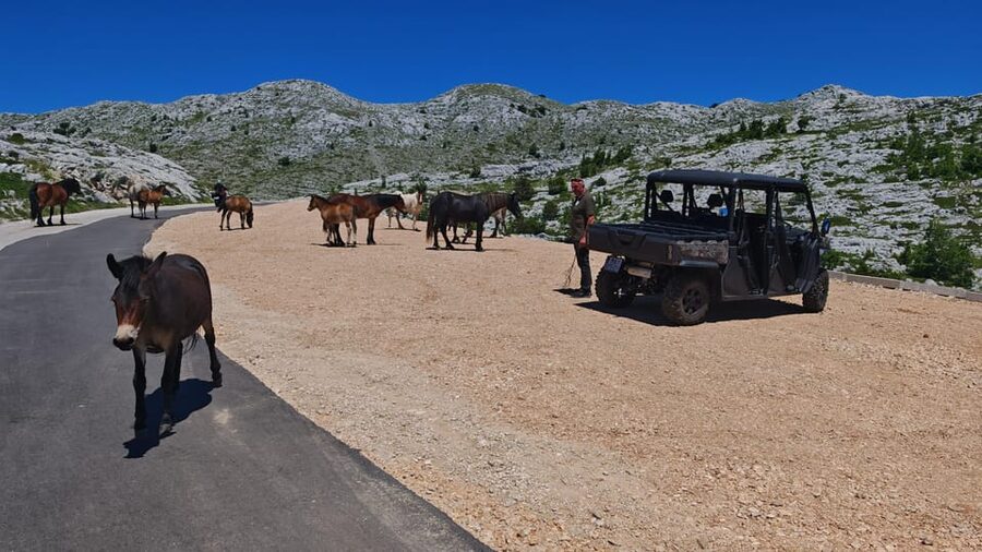 Makarska: Baggy Skywalk & Biokovo Viewpoint Tour - Should you book SkyAdventure’s Buggy Skywalk and Biokovo Viewpoint Tour?