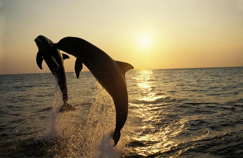 Medulin: Dolphin Sunset Tour 85% chance with Drinks + Dinner - Quick highlights