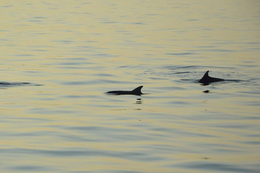 Medulin: Dolphin Sunset Tour 85% chance with Drinks + Dinner - FAQ