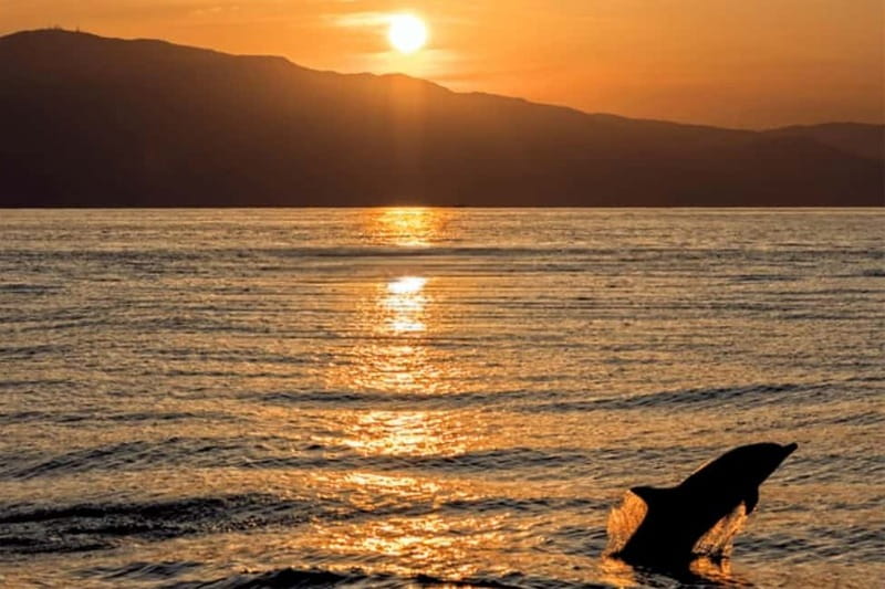 Medulin: Dolphin Sunset Tour 85% chance with Drinks + Dinner - Setting Sail From Medulin Harbour at Golden Hour