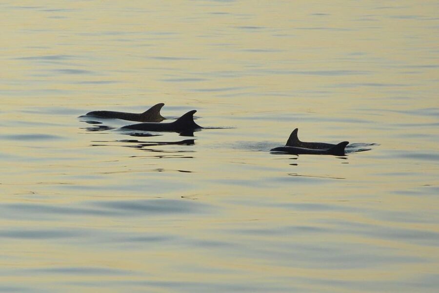 Medulin: Dolphin Sunset Tour 85% chance with Drinks + Dinner - Dolphin Watching With Realistic Expectations (85% Means Common, Not Certain)