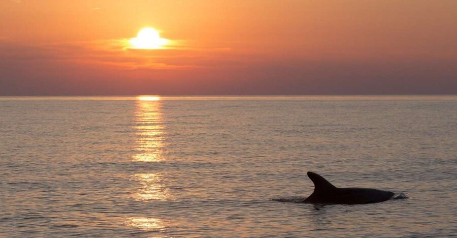 Medulin: Dolphin Sunset Tour 85% chance with Drinks + Dinner - Dinner on Cape Kamenjak: Hot Food and a No-Stress Evening