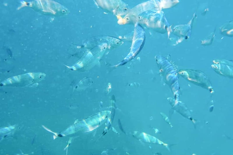 Medulin: Full-Day Boat Tour to Kamenjak and Levan with Lunch - Levan Island break time: 2 hours to relax, swim, and snack