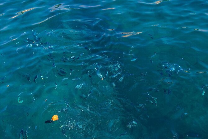 Medulin: Glass Boat Tour Experience to Kamenjak - Keep an eye out for marine wildlife while you cruise