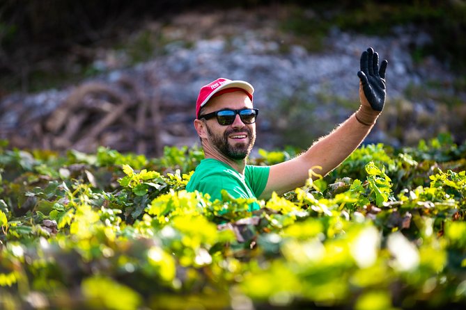 Olive farm & village - Timing and weather: plan for a morning outdoors