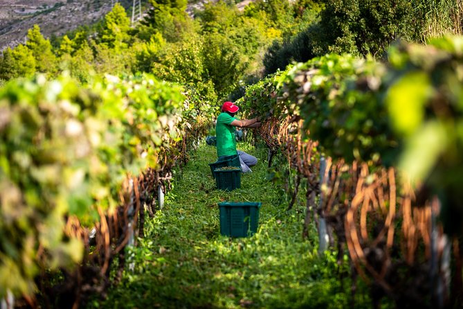 Olive farm & village - Price and value: what $84.10 buys you here