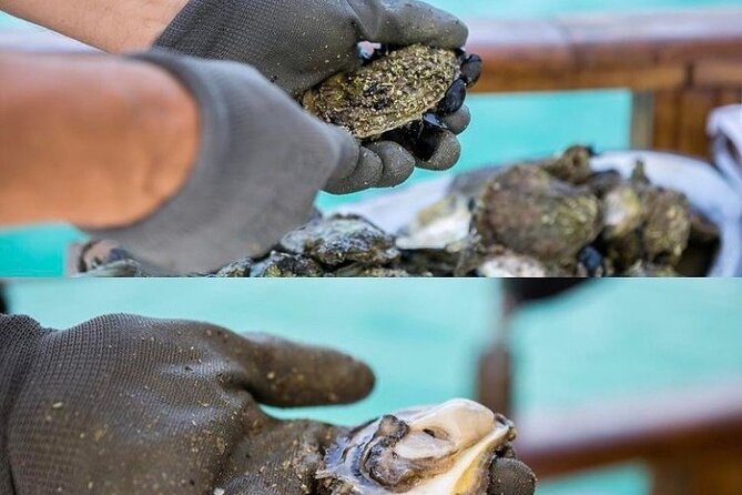 Oyster farm experience / Private day trip from Dubrovnik - Mali Ston Bay oyster time: what to expect in practice