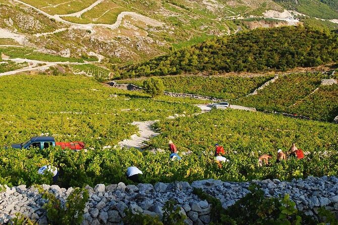 Oysters & Wine Tour From Dubrovnik (Small Group) - Mali Ston Bay oyster farm: boat ride, picking, and super-fresh shucking