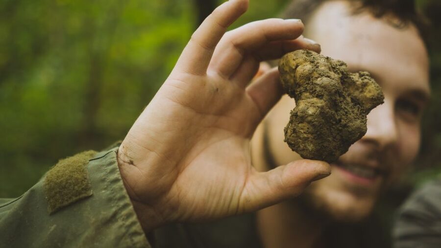 Paladini: Truffle Hunting Tour with 3-Course Tasting Menu - How the truffle dogs guide the hunt