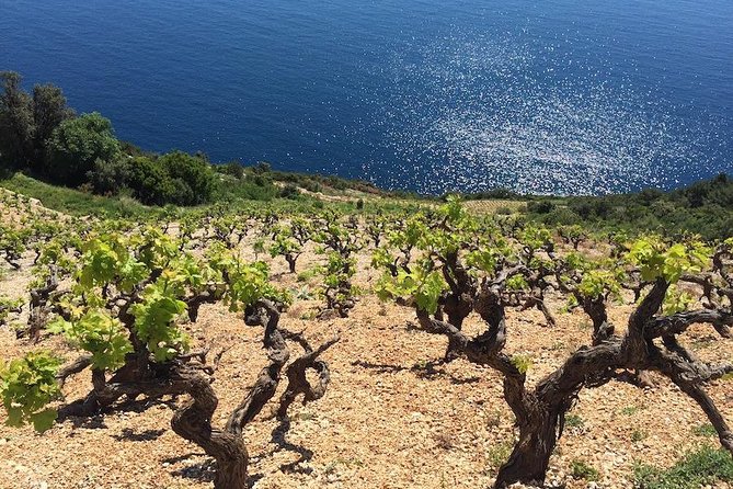 Peljesac and Ston Private Wine Tour with Tastings from Dubrovnik - Price and Value: Private Transport Plus Three Winery Tastings