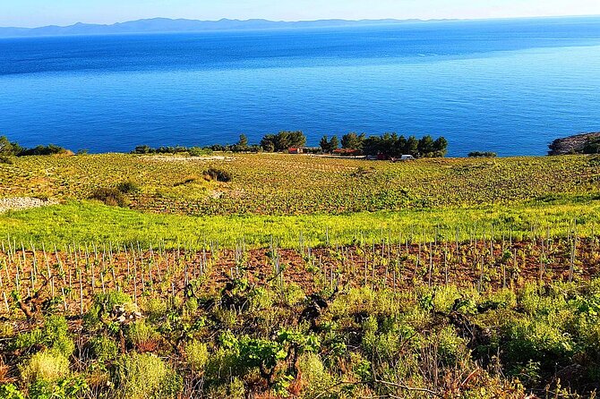 Peljesac and Ston Private Wine Tour with Tastings from Dubrovnik - Stop Two: Ston Medieval City and the 5.5 km Wall That Connects Seas
