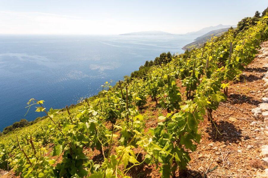 Pelješac Full-Day Wine and Food Tour from Dubrovnik - Key takeaways before you go