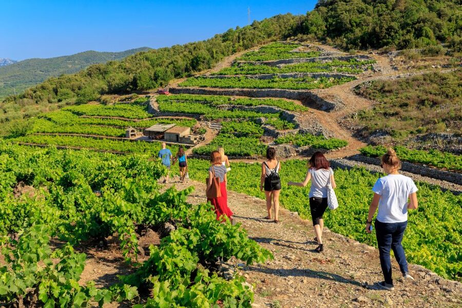 Pelješac Full-Day Wine and Food Tour from Dubrovnik - Who this tour fits best, and who should skip it