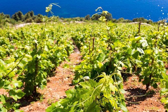 Peljesac&Ston Small-Group Food & Wine Experience from Dubrovnik - First Stop Magic: Mali Ston and the Salt Pans Experience