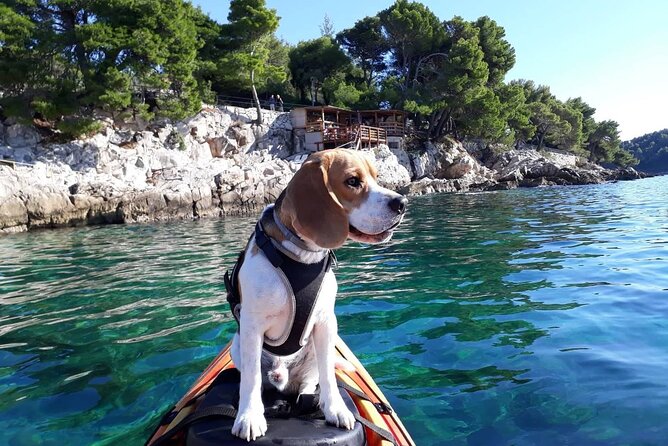 'Pomalo' Guided Sea Kayaking Tour in Cavtat - Key Things You Should Know Before You Paddle