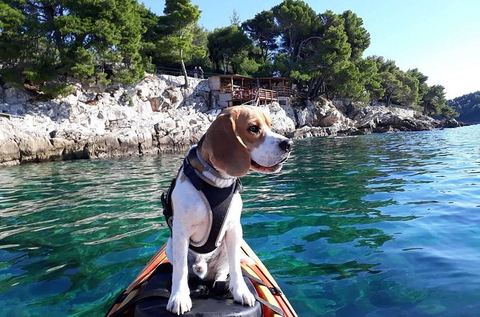 'Pomalo' Guided Sea Kayaking Tour in Cavtat - Price and value: what you get for about $48.39 per person
